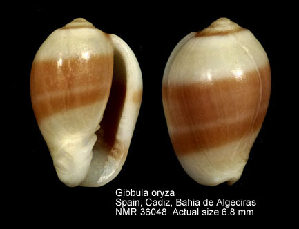 Gibberula oryza.jpg - Gibberula oryza(Lamarck,1822)